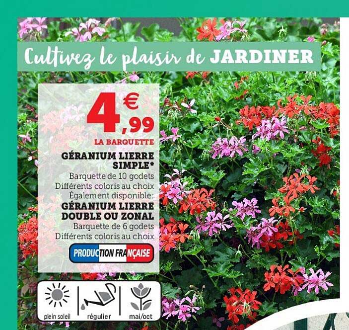 géranium lierre simple, géranium lierre double ou zonal