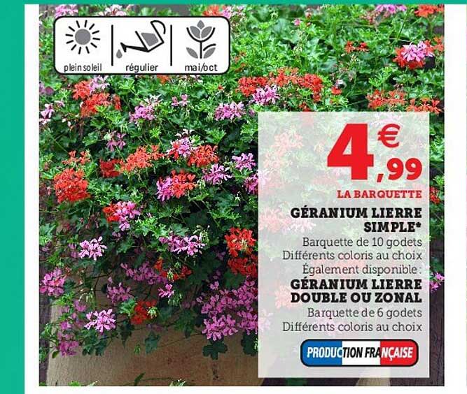 géranium lierre simple, géranium lierre double ou zonal