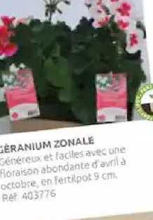 Géranium Zonale