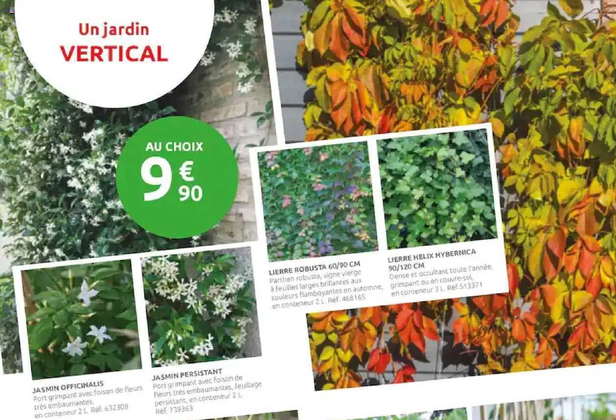 jasmin officinalis, jasmin persistant, lierre robusta 60-90 cm, lierre helix hybernica 90-120 cm