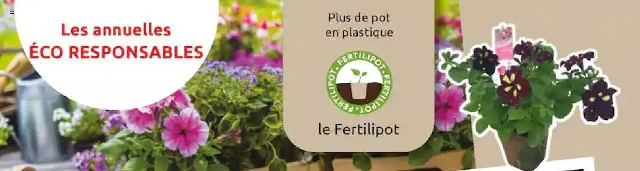 les annuelles éco responsables