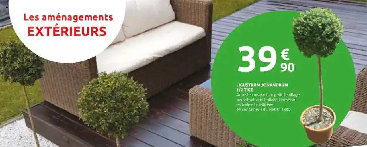 lugustrum jonandrum 1-2 tige