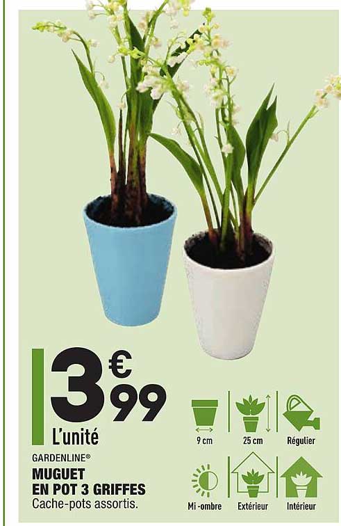muguet en pot 3 griffes gardenline
