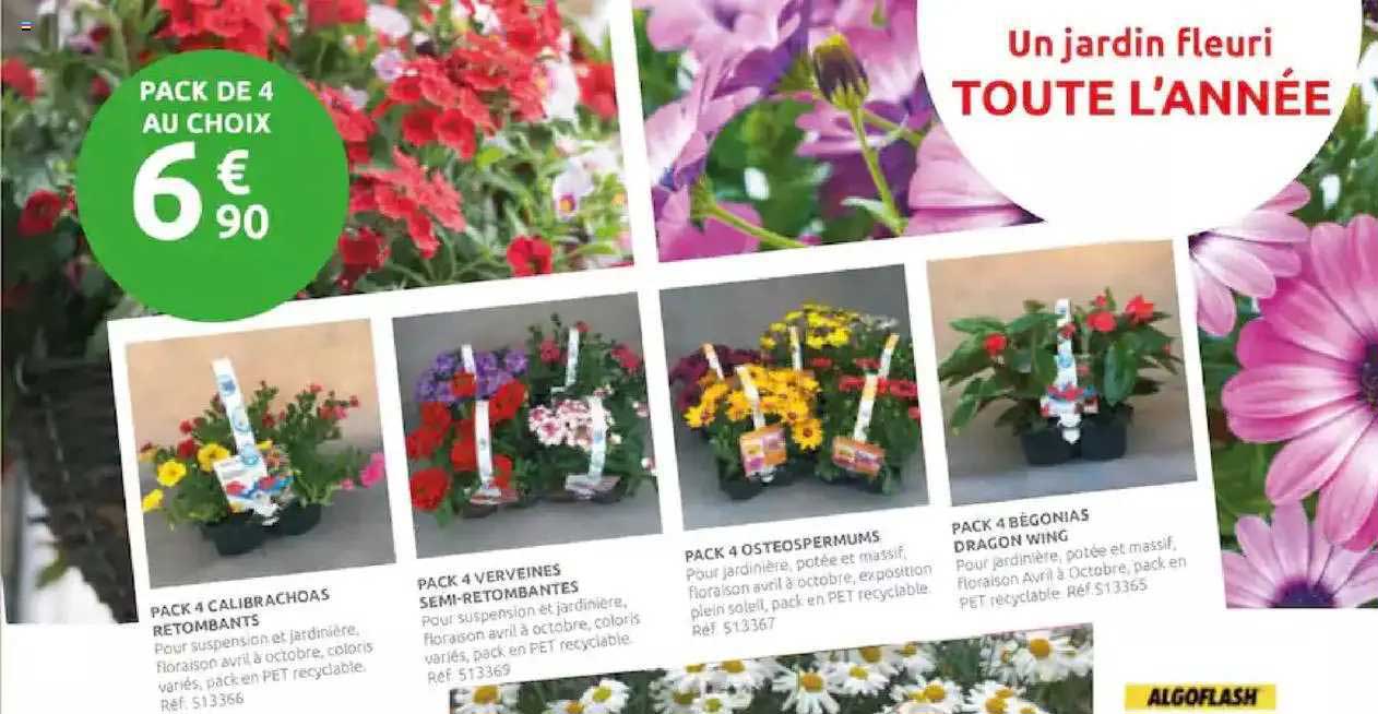 pack 4 calibrachoas retombants, pack 4 verveines semi-retombantes, pack 4 osterospermums, pack 4 begonias dragon wing