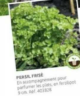persil frisé