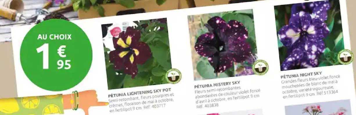 pétunia lightening sky pot, pétunia mister sky, pétunia night sky