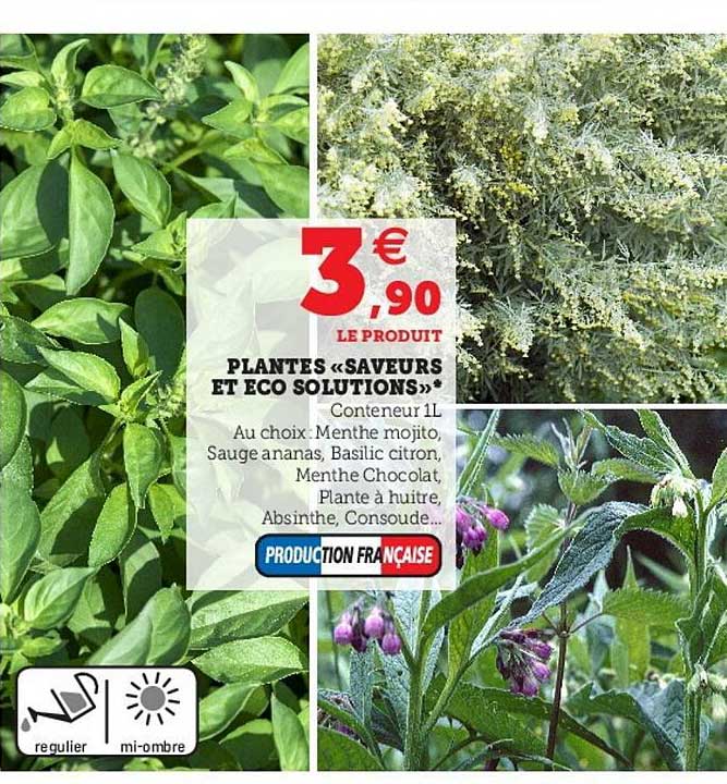 plantes "saveurs et éco solutions"