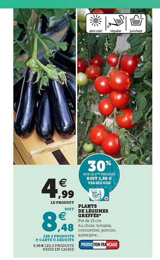 plants de légumes greffés