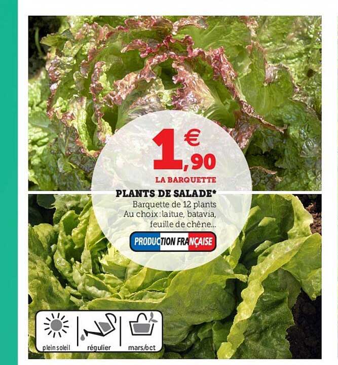 plants de salade