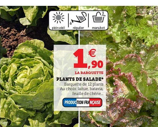 plants de salade