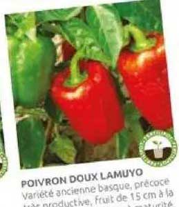poivron doux lamuyo