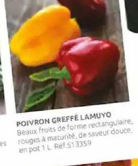 Poivron Greffé Lamuyo