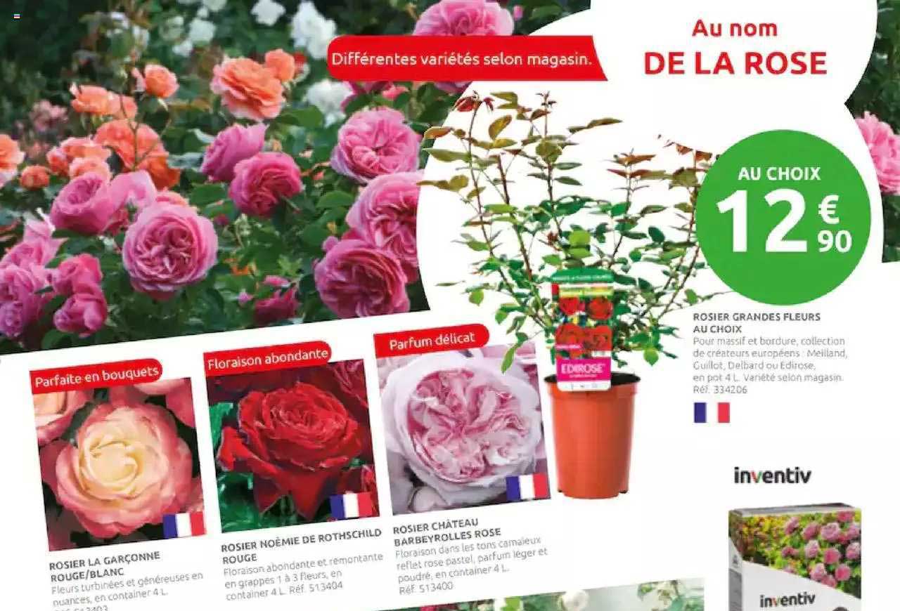 rosier grandes fleurs au choix, rosier la garçonne rouge - blanc, rosier noémie de rothschild rouge, rosier château barbeyrolles rose inventiv