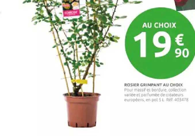 rosier grimpant au choix