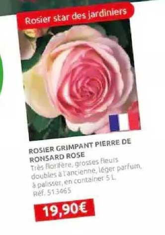 rosier grimpant pierre de ronsard rose
