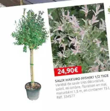 salix hakuro nishiki 1-2 tige