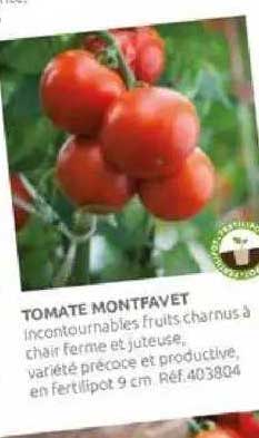 Tomate Montfavet