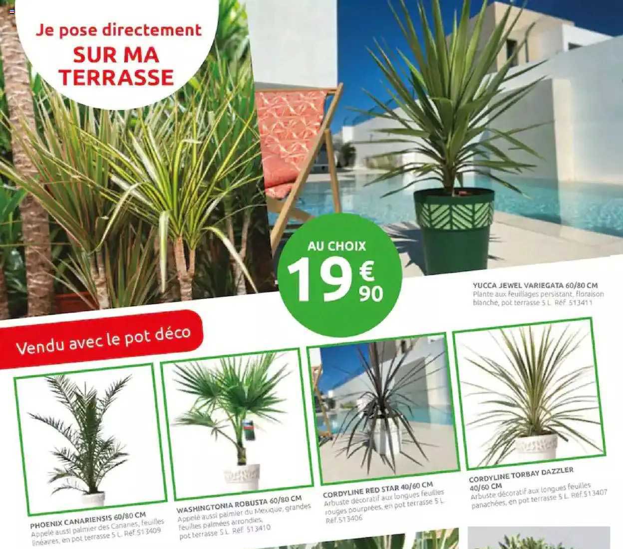 yucca jewel variegata 60-80 cm