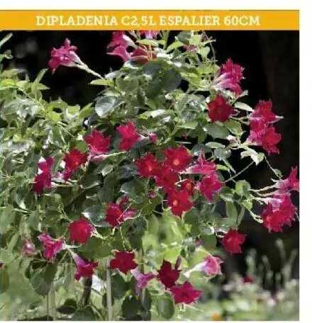 dipladenia c2.5l espalier 60 cm