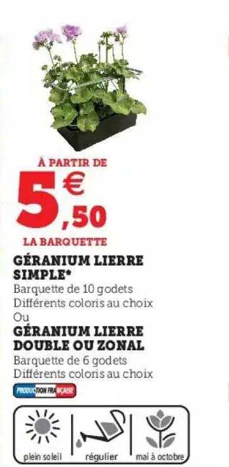géranium lierre simple ou géranium lierre double ou zonal