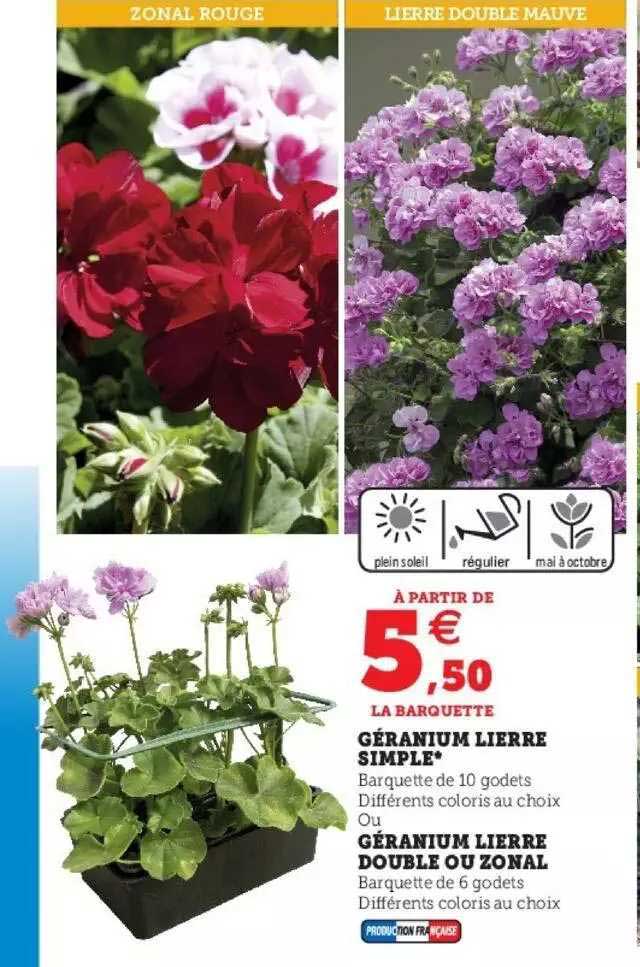 géranium lierre simple ou géranium lierre double ou zonal
