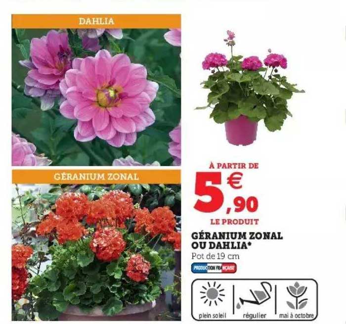 géranium zonal ou dahlia