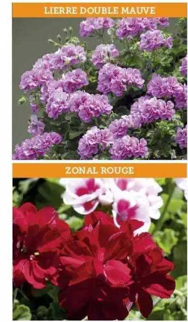 lierre double mauve, zonal rouge