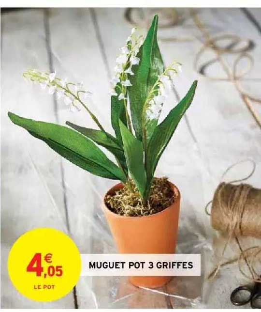 Muguet Pot 3 Griffes