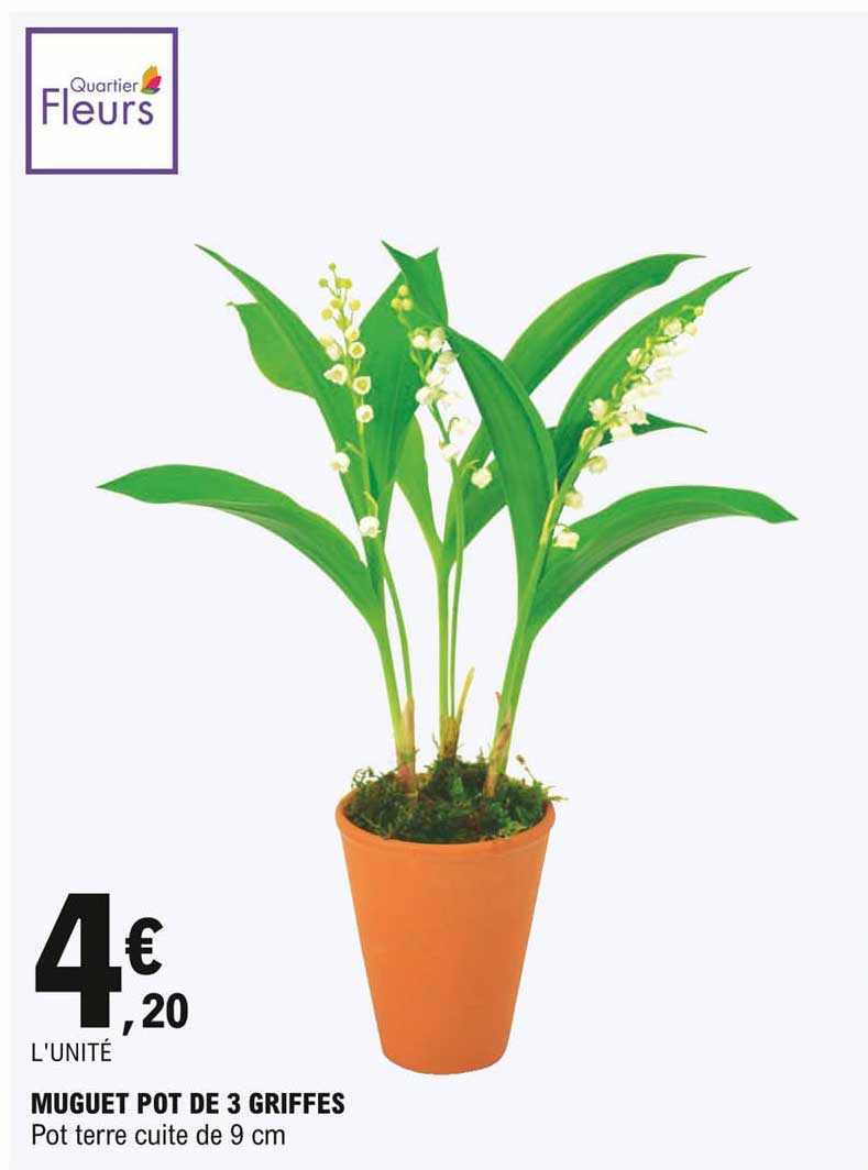 muguet pot de 3 griffes
