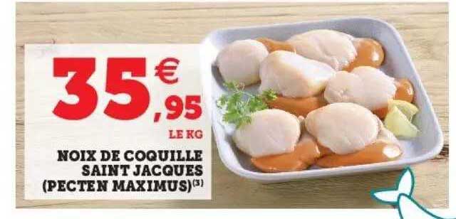 noix de coquille saint jacques (pecten maximus)