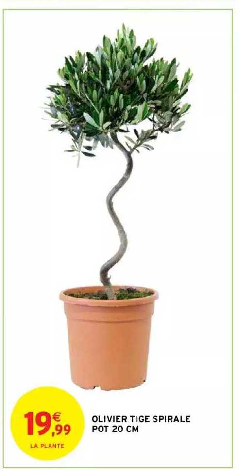 olivier tige spirale pot 20 cm