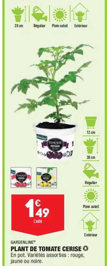 Plant De Tomate Cerise Gardenline