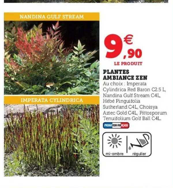 plantes ambiance zen