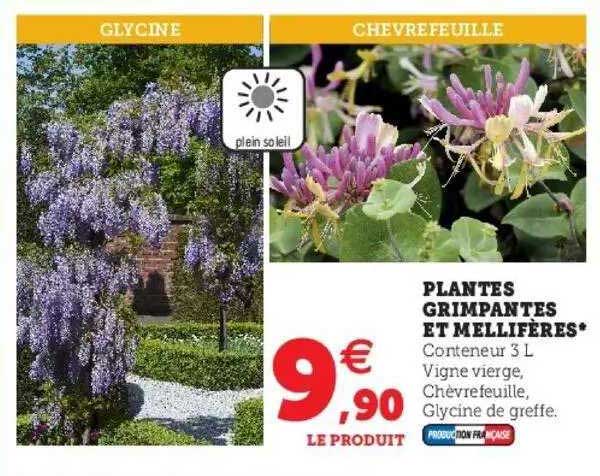 plantes grimpantes et mellifères