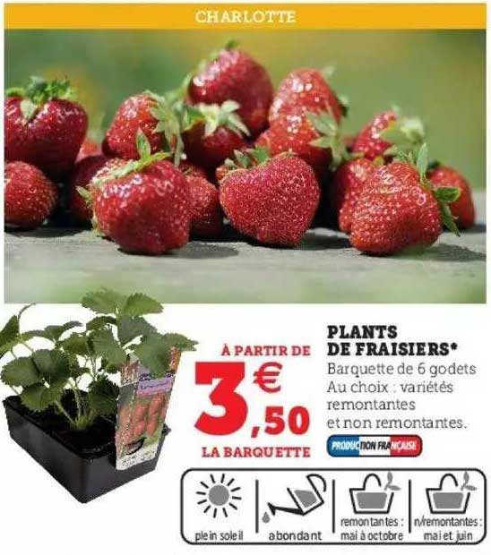 Plants De Fraisiers