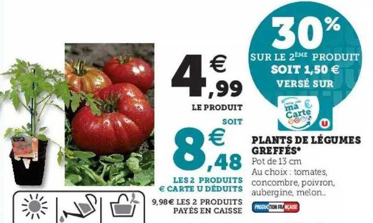 plants de légumes greffés