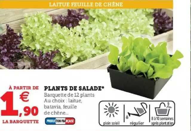 plants de salade
