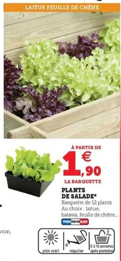 plants de salade