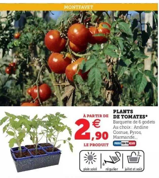 Plants De Tomates