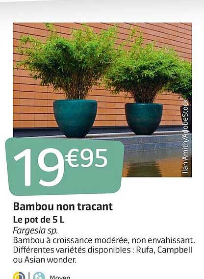Bambou non tracant Le pot de 5L