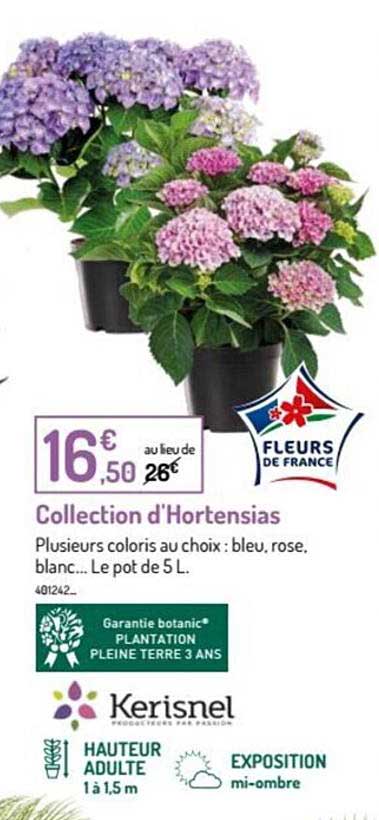 Collection D'hortensias