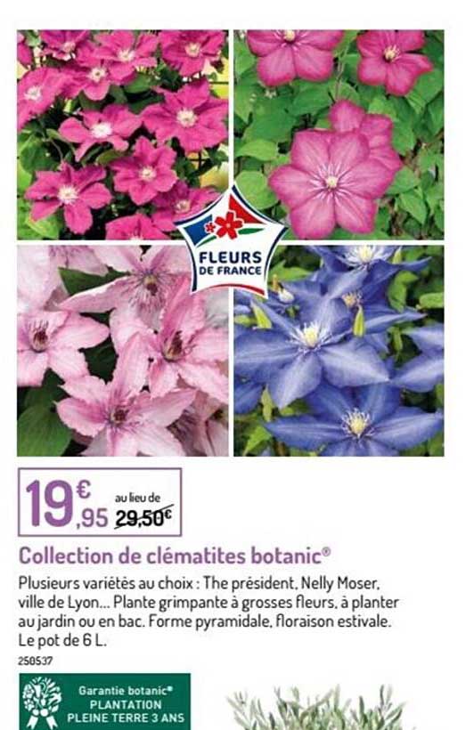 collection de clematites botanic