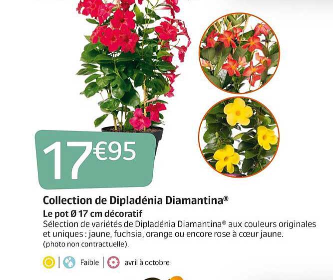 collection de dipladenia diamantina