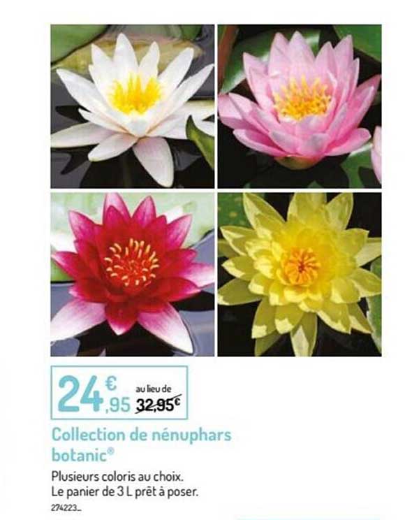 collection de nenuphars botanic