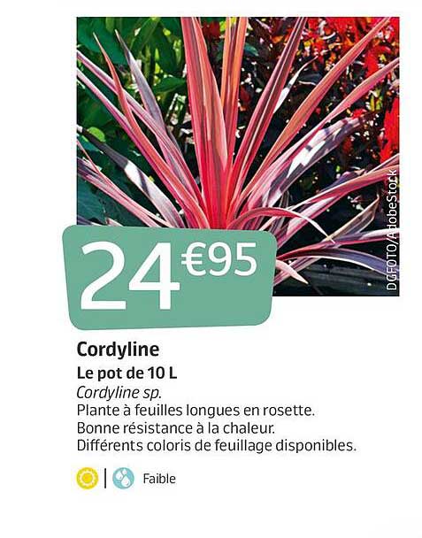 Cordyline le pot 10L