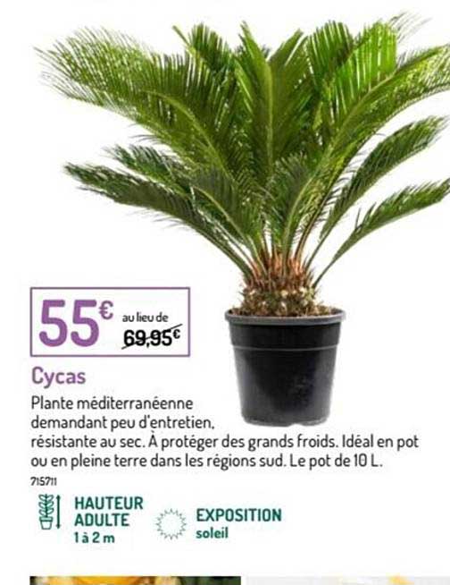 Cycas