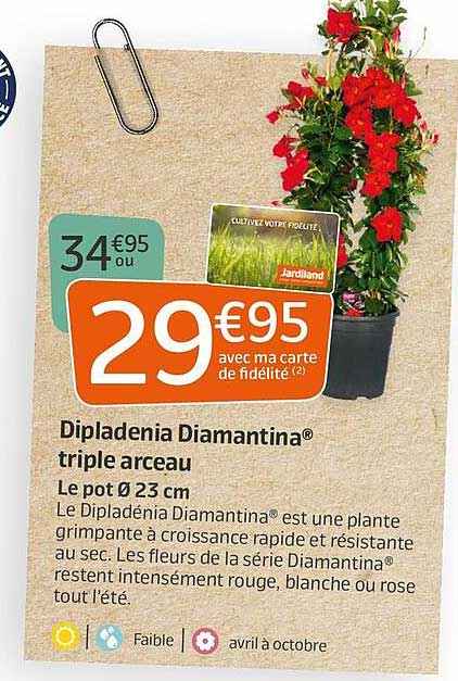 dipladenia diamantina triple arceau
