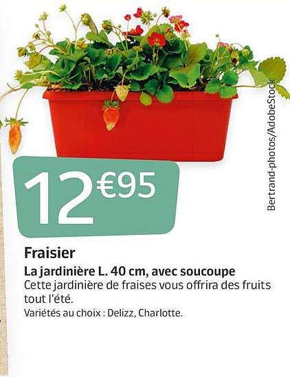 fraisier la jardiniere l. 40cm, avec soucoupe