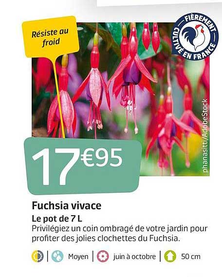 Fuchsia Vivace Le Pot De 7L