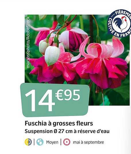 fuschia a grosses fleurs